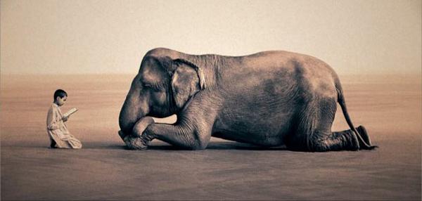elefante